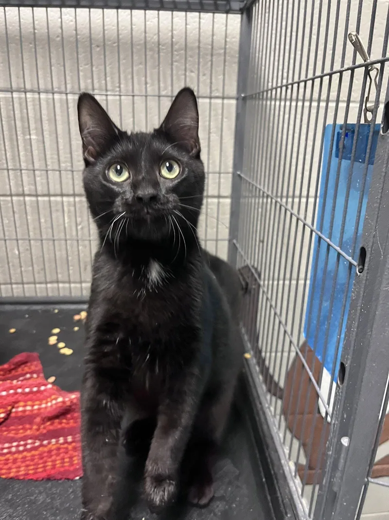 A young medium-sized male Black Domestic Short Hair cat named Bruce for adoption in Carrollton, GA
