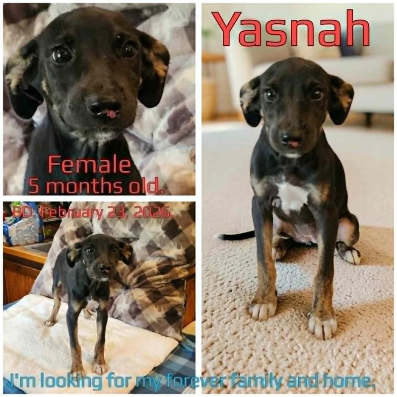 A young medium-sized female Black Mixed Breed dog named Yasnah for adoption in Boaz, AL