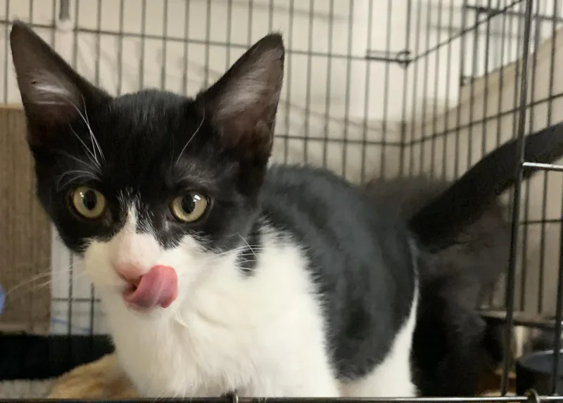 A baby medium-sized female Black & White / Tuxedo Domestic Short Hair cat named Jinx for adoption in Milwaukee, WI