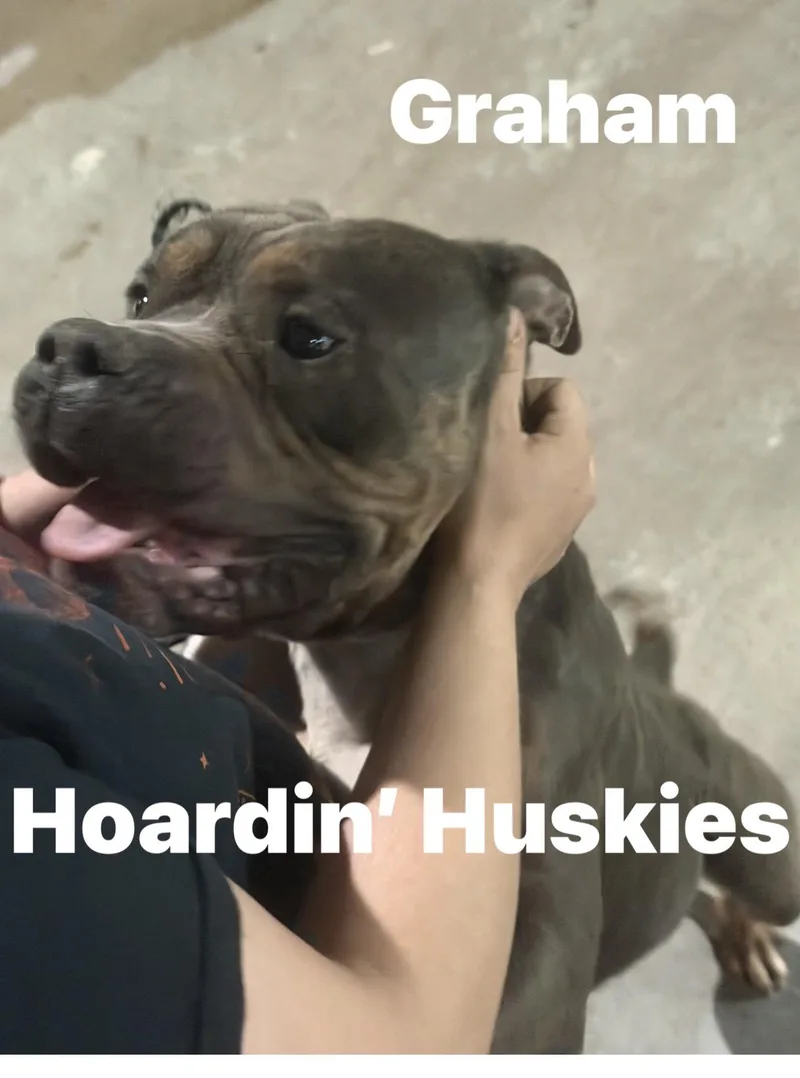 A young medium-sized male Bulldog dog named Graham for adoption in Sumter, SC