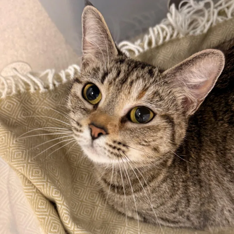 A young small-sized female Brown / Chocolate Domestic Short Hair cat named Berry Bell for adoption in Evansville, IN