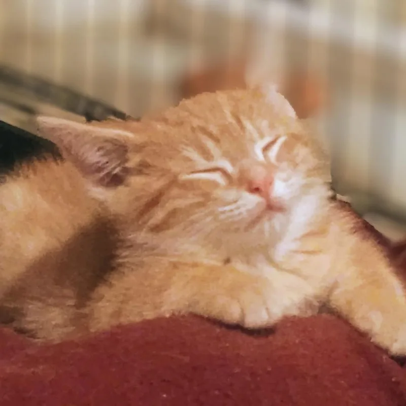 A baby small-sized male Orange / Red Domestic Short Hair cat named Mini Cooper for adoption in Carmel, IN