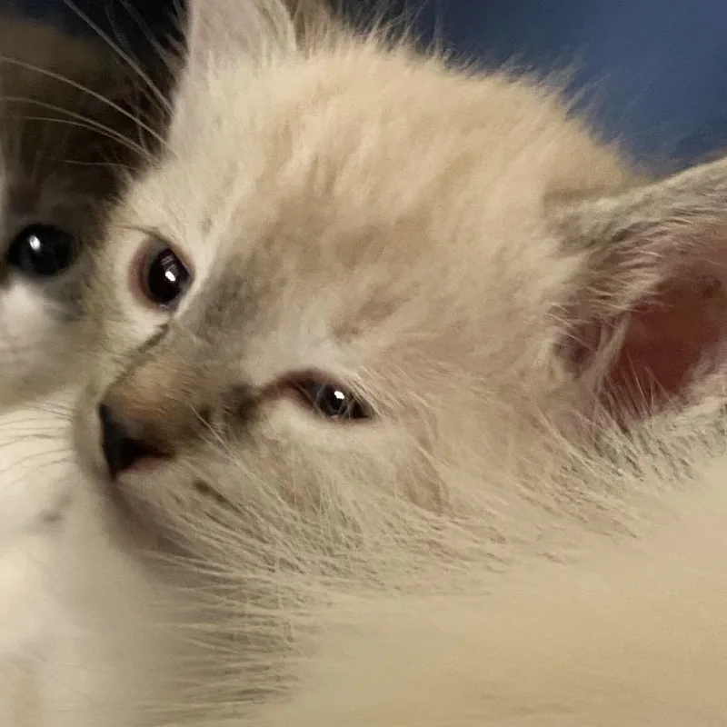 A baby small-sized female Domestic Short Hair cat named Toad for adoption in Reno, NV