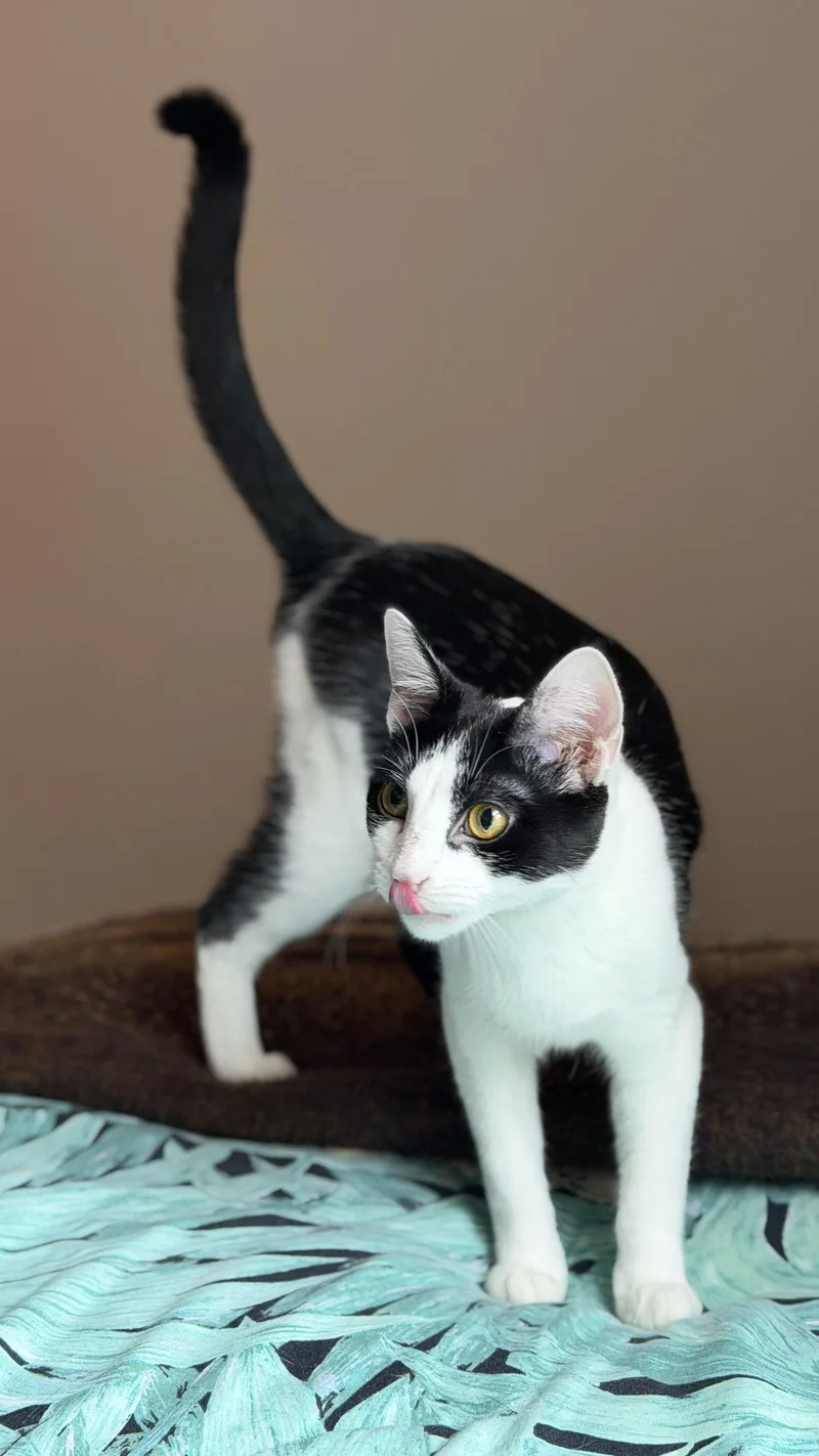 Rachel  Willow Grove thumbnail 3