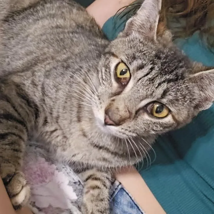 A young medium-sized female Brown / Chocolate Domestic Short Hair cat named Trixie for adoption in Webster, TX