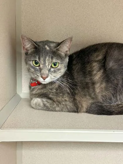 An adult medium-sized female Domestic Short Hair cat named Lulu for adoption in Bowling Green, KY