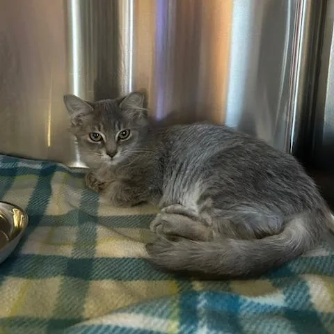 A baby small-sized female Domestic Medium Hair cat named Sis for adoption in Knoxville, TN