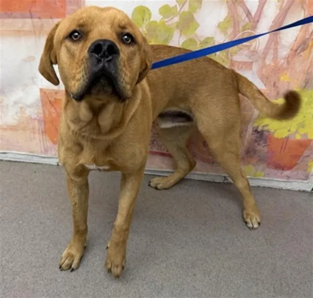 An adult large-sized male Mastiff dog named Carl for adoption in San Bernardino, CA