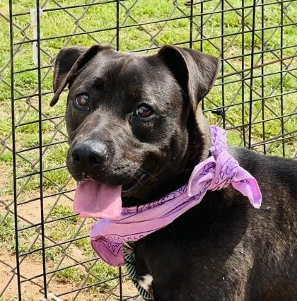A young medium-sized female Labrador Retriever dog named Symone $ for adoption in Seneca, SC