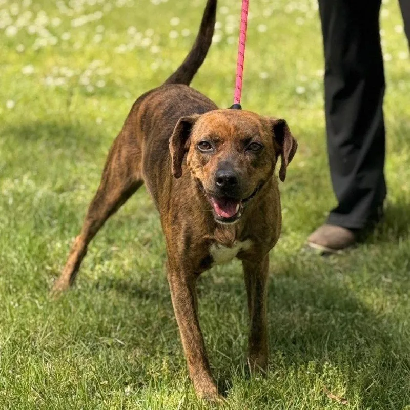 A baby medium-sized female Plott Hound dog named Xena for adoption in Locust Fork, AL