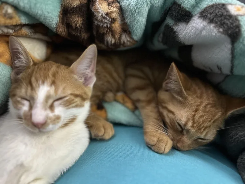 A baby small-sized male Orange / Red Domestic Short Hair cat named Fargo&Wells for adoption in Pittsburgh, PA