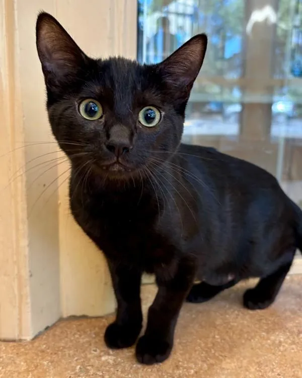 A baby small-sized female Domestic Short Hair cat named Garth for adoption in Novato, CA