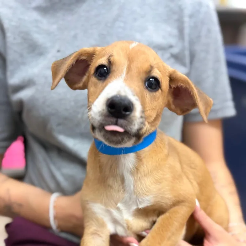 A baby small-sized male Brown / Chocolate Mixed Breed dog named Nugget for adoption in Ardmore, OK