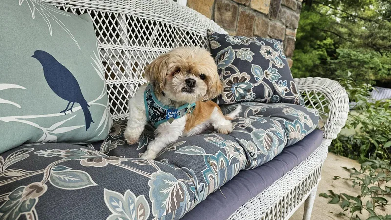 A senior small-sized female Shih Tzu dog named Bridgett ARR for adoption in Pataskala, OH