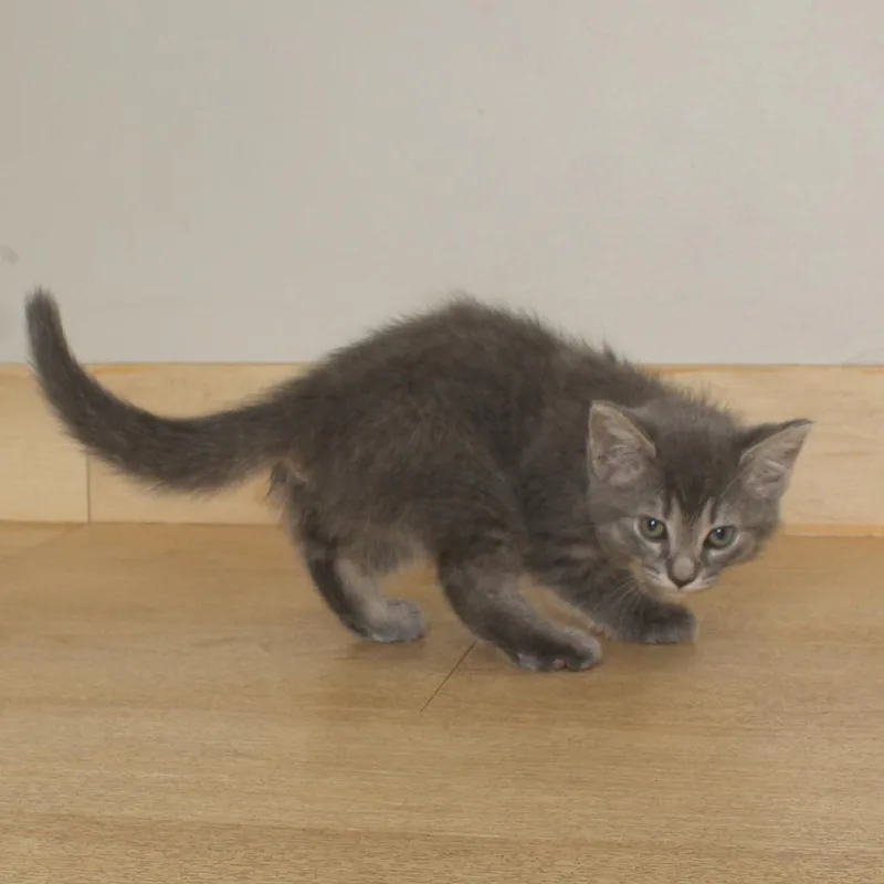 A baby small-sized male Gray / Blue / Silver Domestic Short Hair cat named Salsa C for adoption in Minnetonka, MN