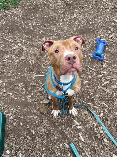 An adult medium-sized male Pit Bull Terrier dog named Motley Crue for adoption in Leesburg, VA