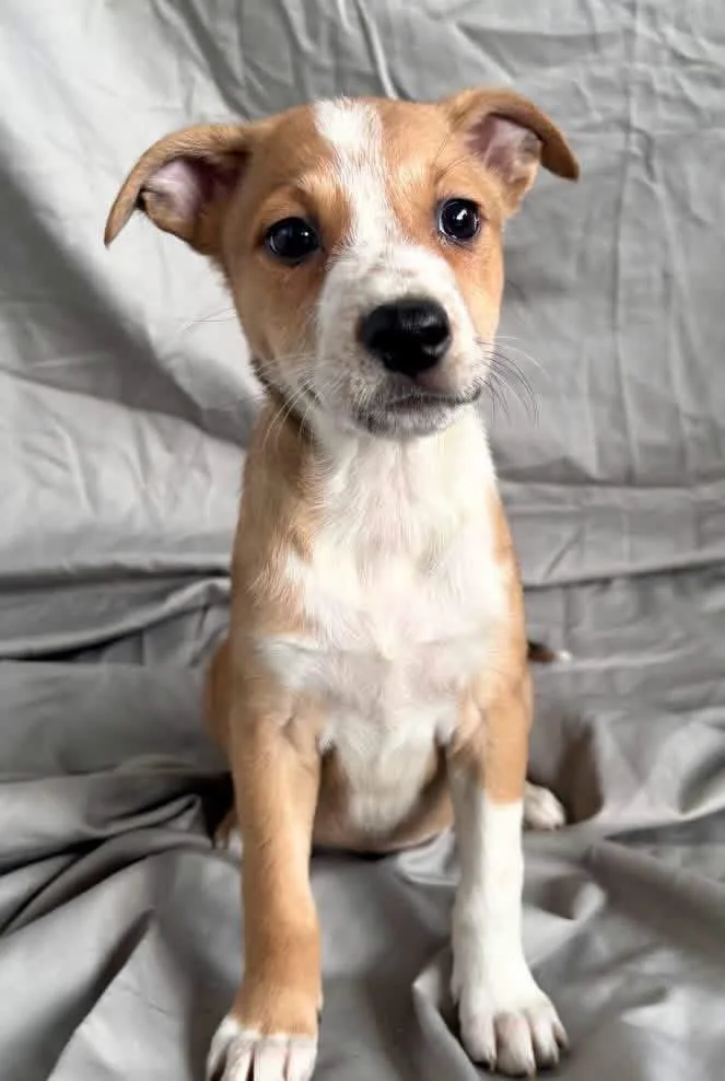 A baby medium-sized female Mixed Breed dog named Bramble for adoption in Lutz, FL