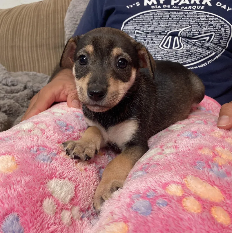 Buttercup thumbnail 2