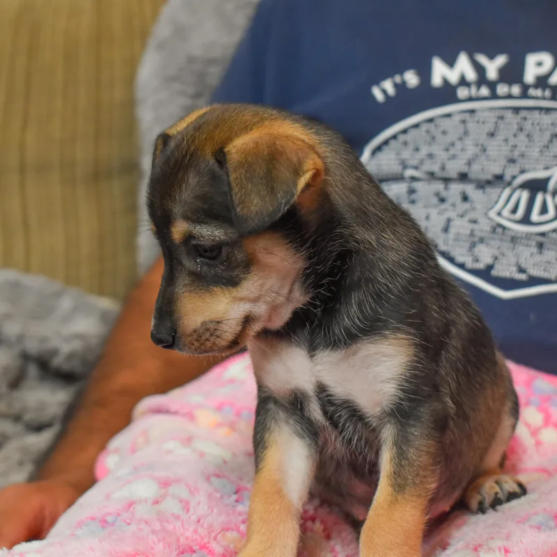 Buttercup thumbnail 3