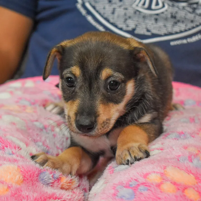 Buttercup thumbnail 4