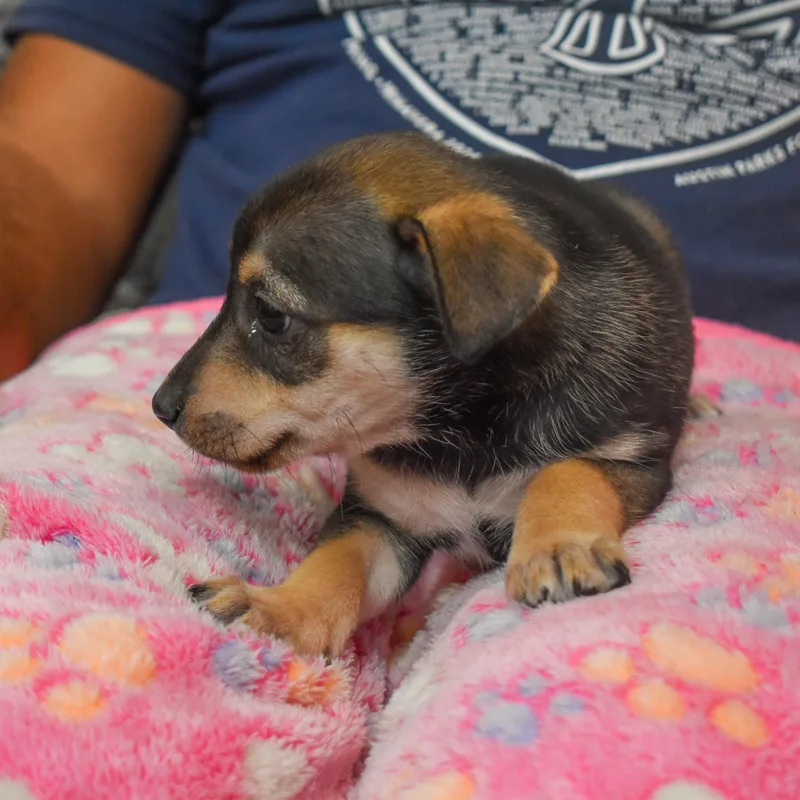 Buttercup thumbnail 5