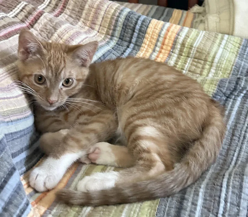 A young medium-sized male Orange & White Domestic Short Hair cat named Vermillion for adoption in Riverside, CA