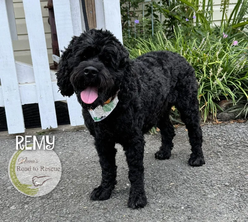 Remy