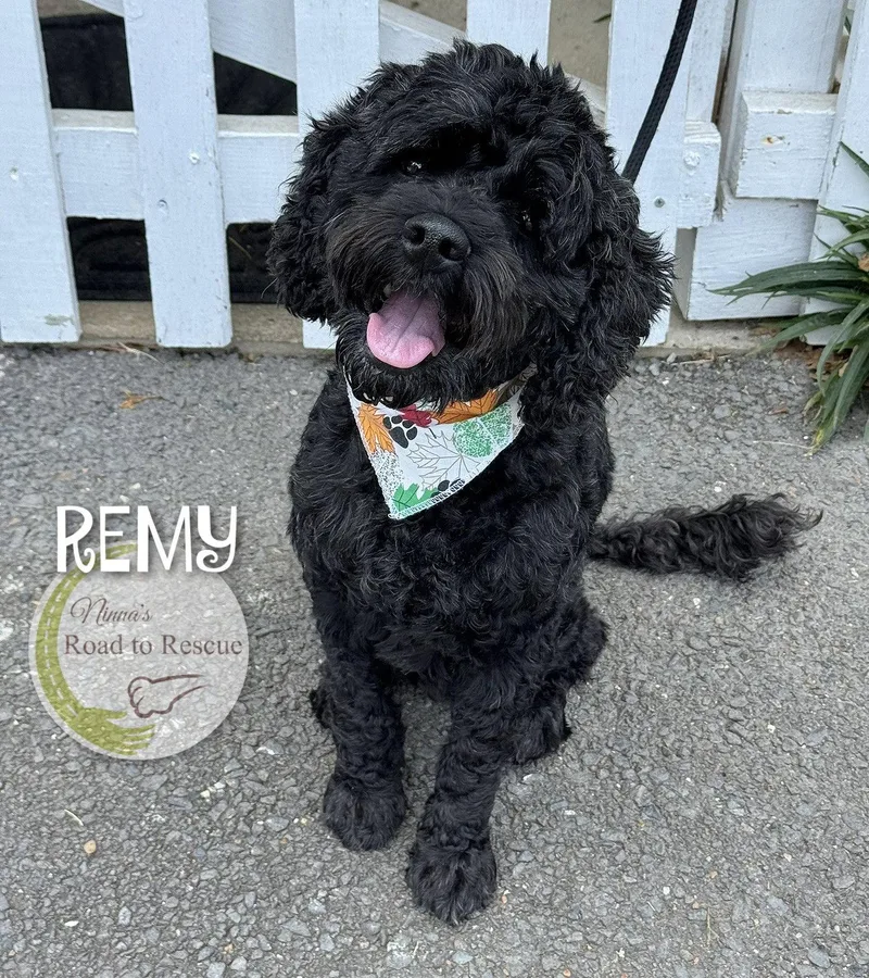 Remy thumbnail 2