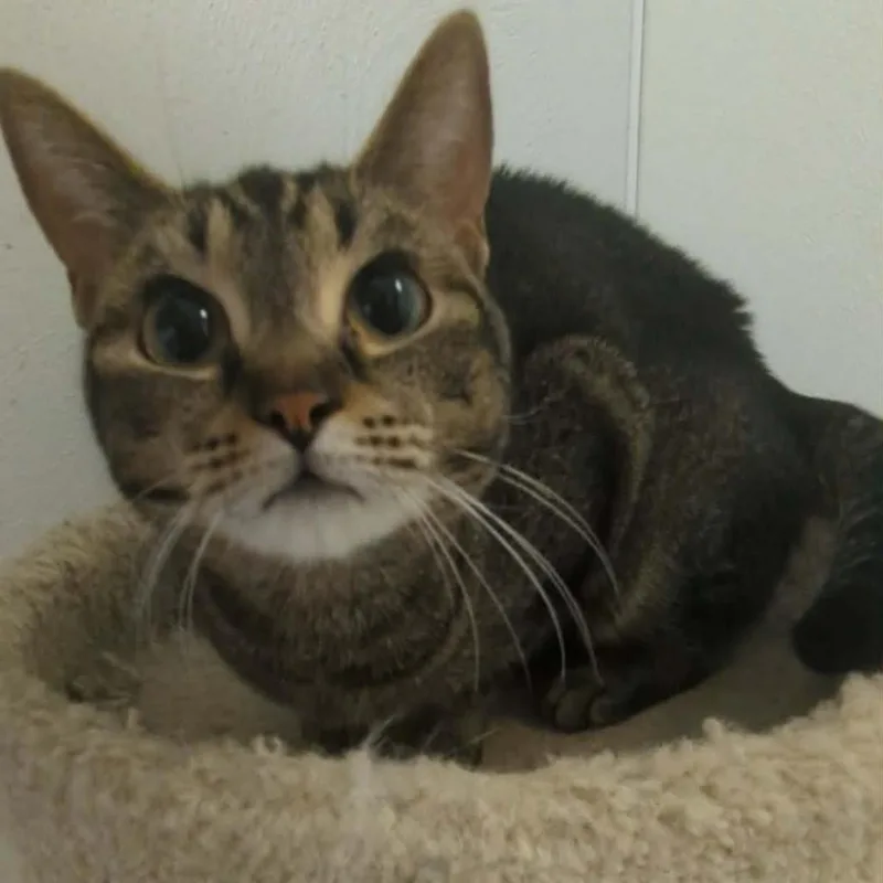 A young medium-sized female Tabby (Brown / Chocolate) Domestic Short Hair cat named Odessa for adoption in Indiana, PA