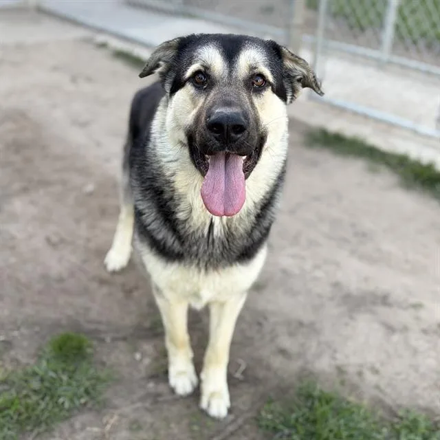 A young extra large-sized male German Shepherd Dog dog named Luka for adoption in Modesto, CA