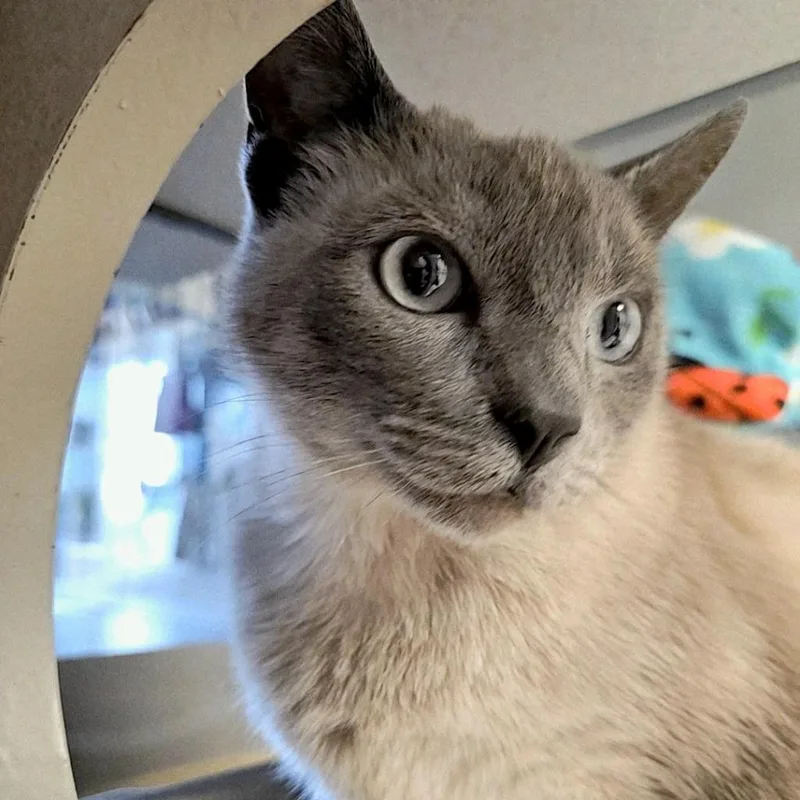 An adult medium-sized female Domestic Short Hair cat named Opal for adoption in Shoreline, WA
