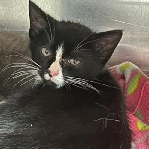 A baby small-sized male Domestic Short Hair cat named Stetson for adoption in New York, NY