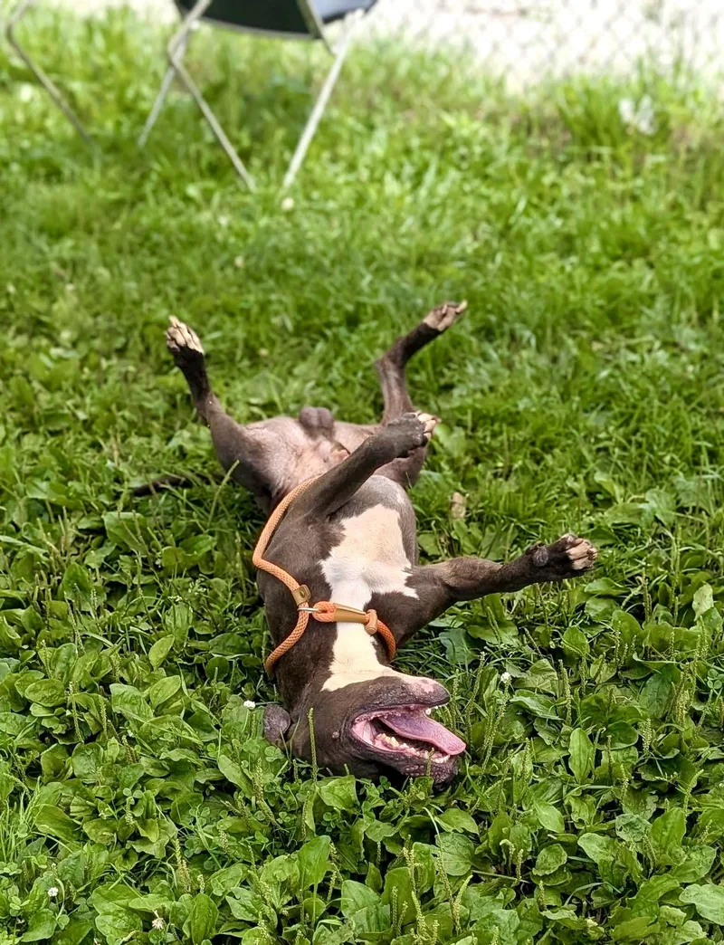 An adult medium-sized male Black Pit Bull Terrier dog named Hitchhiker for adoption in Chicago, IL
