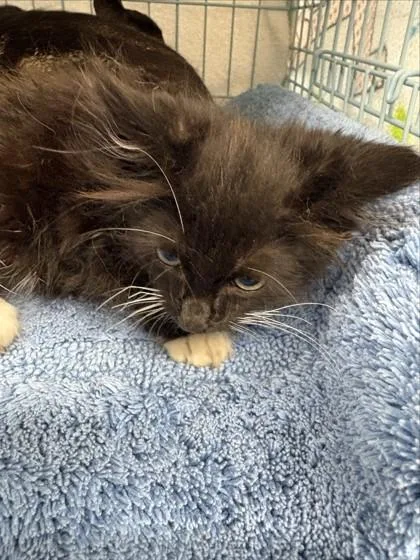 An adult small-sized male Domestic Short Hair cat named Radar for adoption in Gainesville, FL