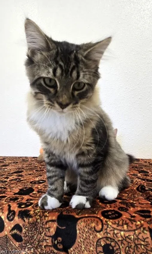 A baby medium-sized male Brown / Chocolate Domestic Medium Hair cat named Chaz for adoption in Red Wing, MN