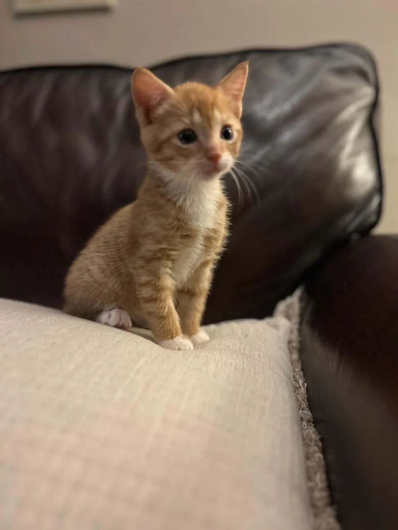A baby medium-sized female Orange & White Domestic Short Hair cat named Kenzie for adoption in Wading River, NY