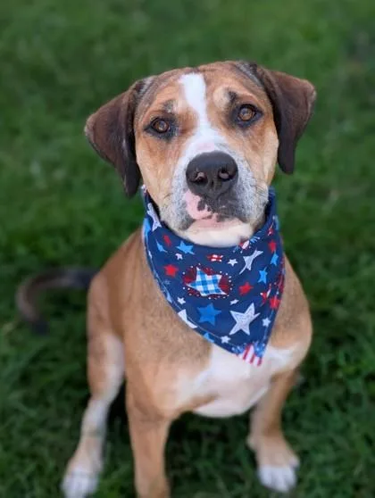 An adult large-sized male Terrier dog named Chuck for adoption in Gulfport, MS