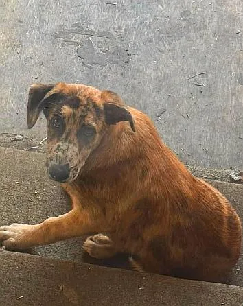 A baby small-sized male Tricolor (Brown, Black, & White) Catahoula Leopard Dog dog named Duke for adoption in Georgetown, OH