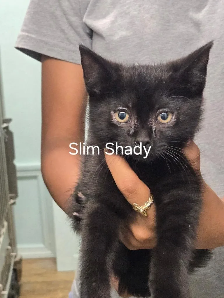 A baby small-sized male Domestic Short Hair cat named Slim Shady for adoption in Cambridge, MD