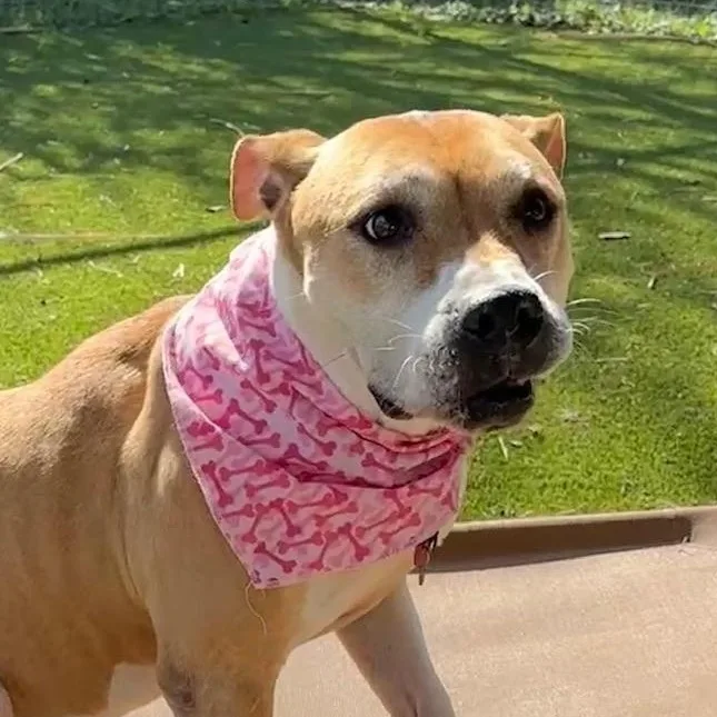 An adult medium-sized female Apricot / Beige American Staffordshire Terrier dog named Jewels for adoption in Houston, TX