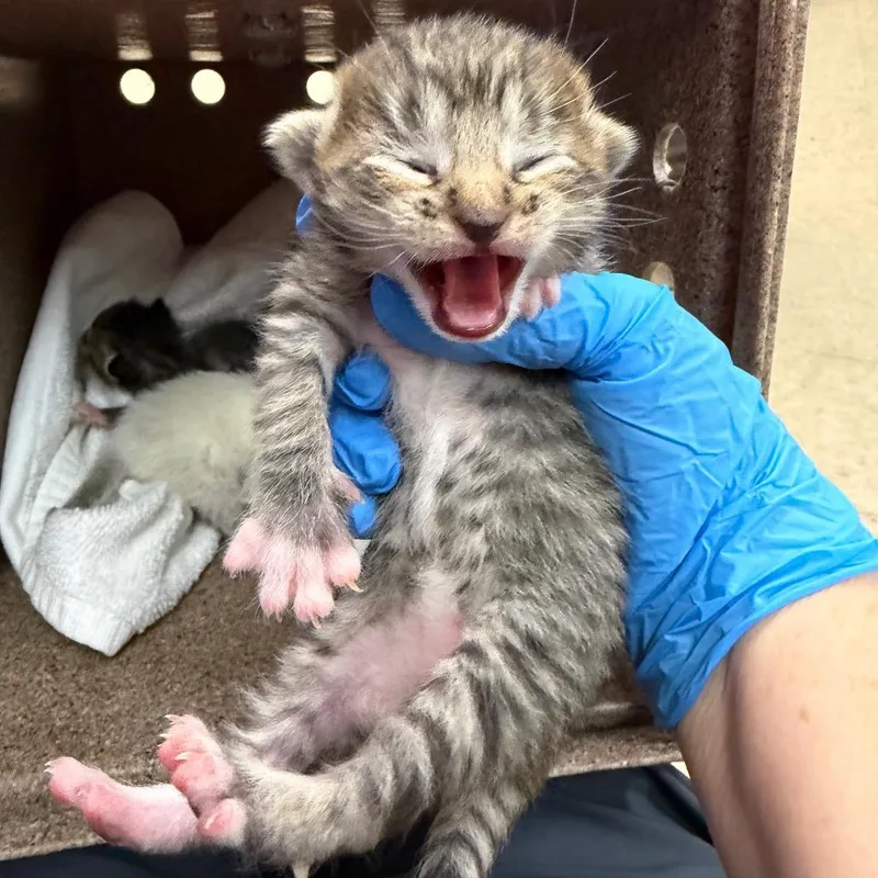 A baby small-sized male Brown / Chocolate Domestic Short Hair cat named Dover for adoption in Birmingham, AL