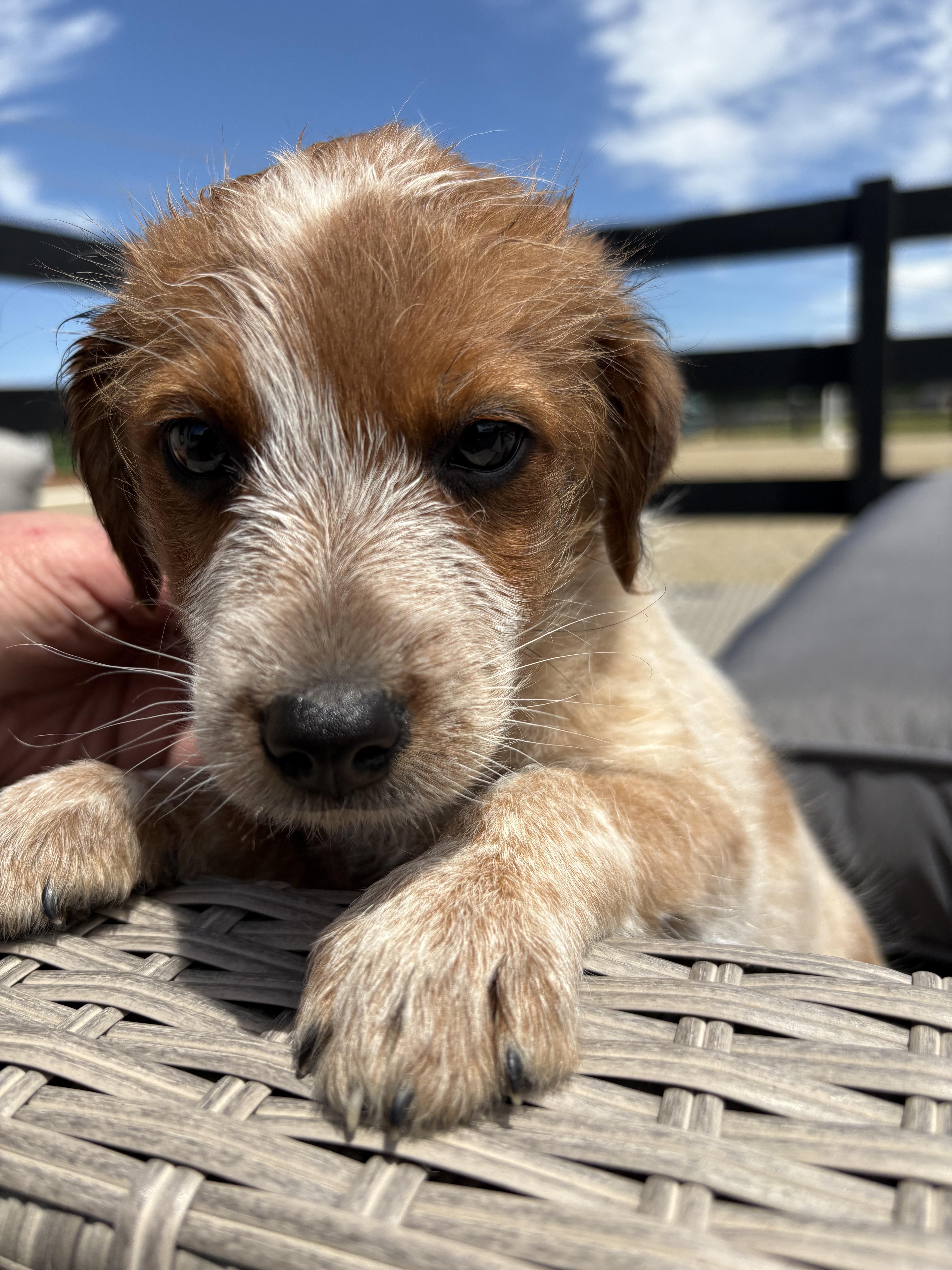 A baby small-sized male Bernese Mountain Dog dog named Archer for adoption in Havertown, PA