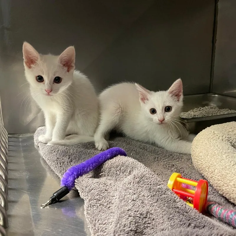 A baby small-sized male White Domestic Short Hair cat named Cloud for adoption in San Jacinto, CA
