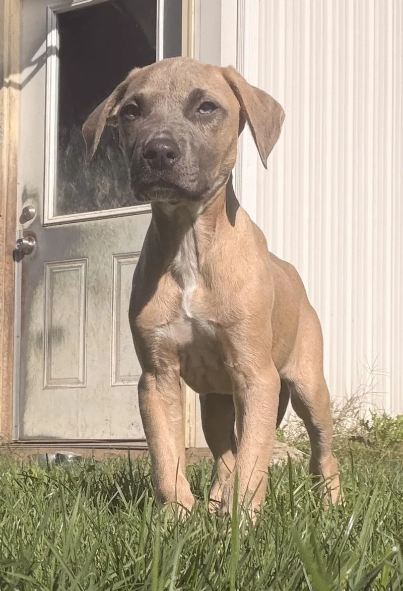 A baby medium-sized male Mixed Breed dog named Salem for adoption in Lapeer, MI