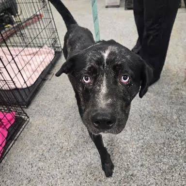 An adult medium-sized male Mixed Breed dog named Rucker for adoption in Jeffersonville, IN