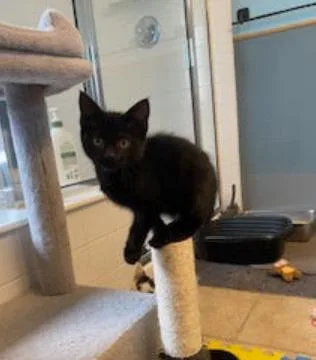 A young medium-sized female Black Domestic Short Hair cat named Nugget for adoption in Fort Collins, CO