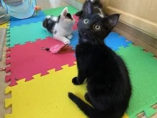 Nugget thumbnail 2