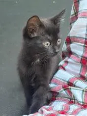 A baby small-sized female Domestic Short Hair cat named Mika for adoption in Charlotte, NC
