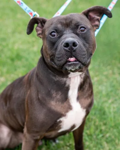 An adult large-sized male Pit Bull Terrier dog named Richard for adoption in Pequot Lakes, MN