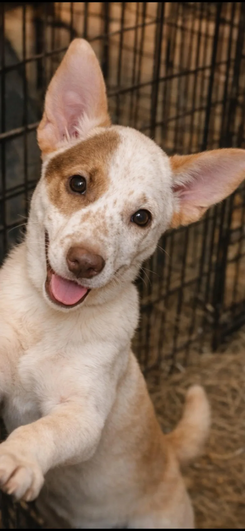 A baby medium-sized female White / Cream Australian Cattle Dog / Blue Heeler dog named Sirius for adoption in Hallsville, MO